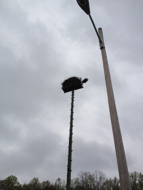 Osprey nest in Selby-on-the-Bay Image